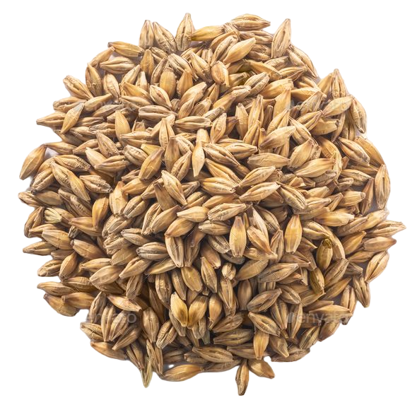 sertifikalı arpa tohumu. tahıl tohumu