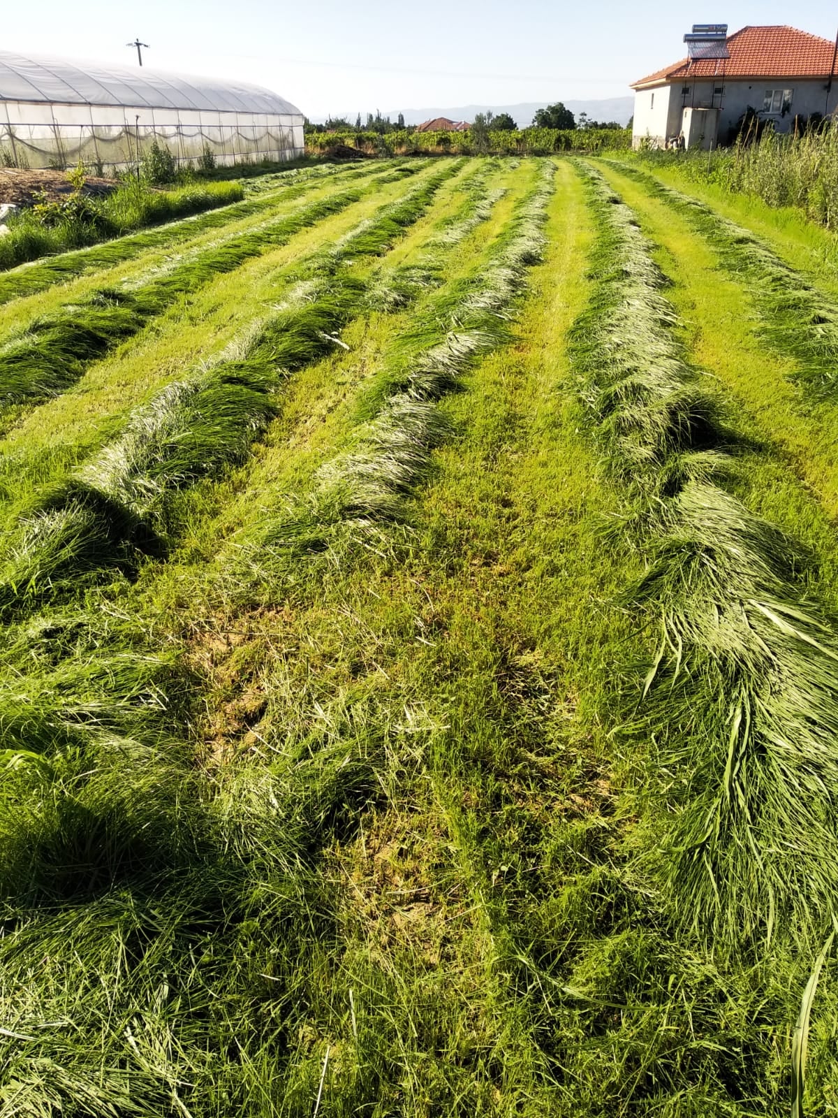 REYGRASS