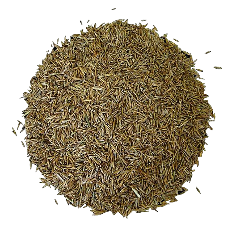 REYGRASS tohumu. İtalyan Çimi tohumu. Süt Otu Tohumu. Yem bitkisi tohumu.