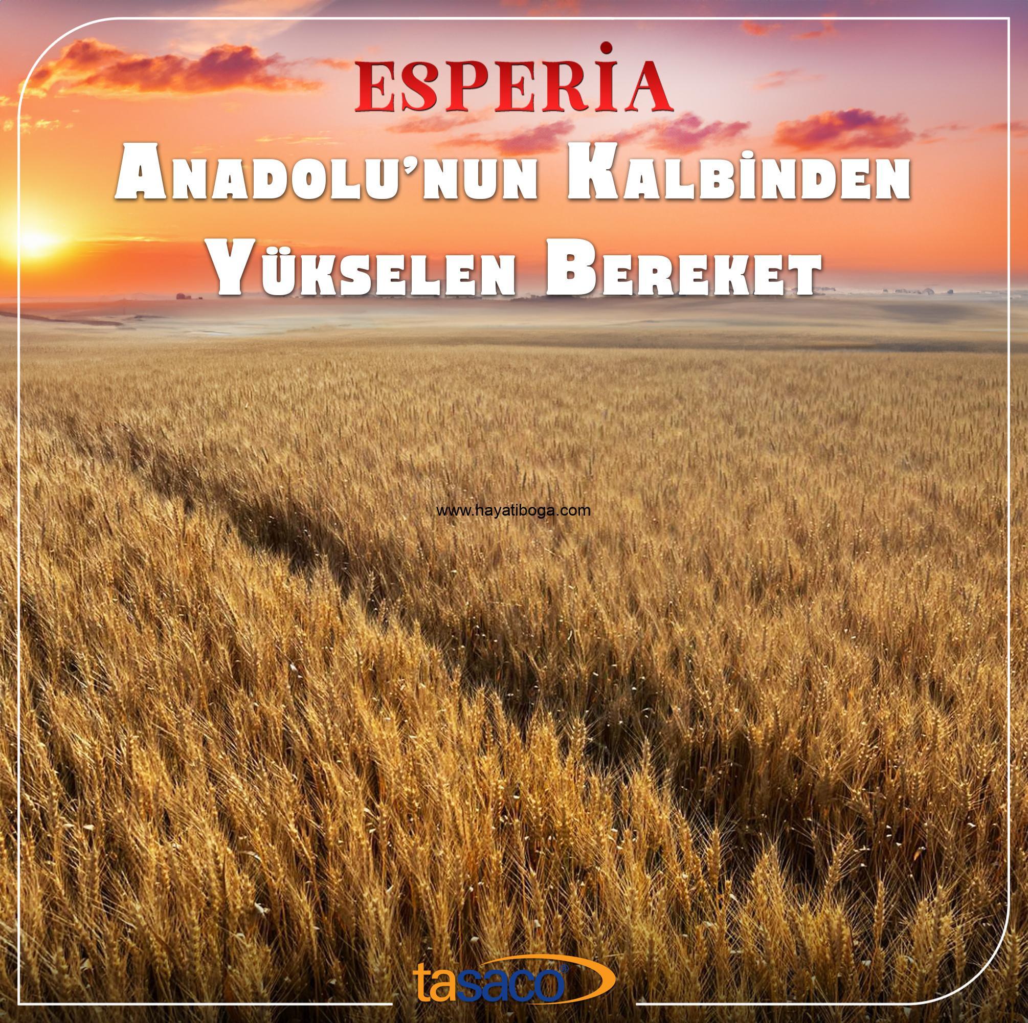 Esperia ekmeklik buğday tohumu. 1. sınıf ekmeklik buğday tohumu.