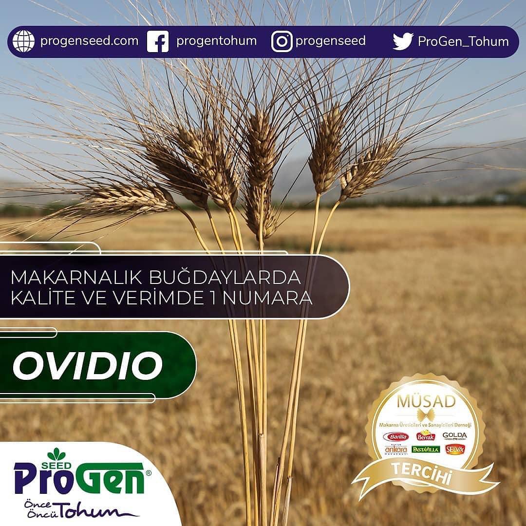 OVİDİO. makarnalık buğday tohumu. en verimli buğday tohumu.
