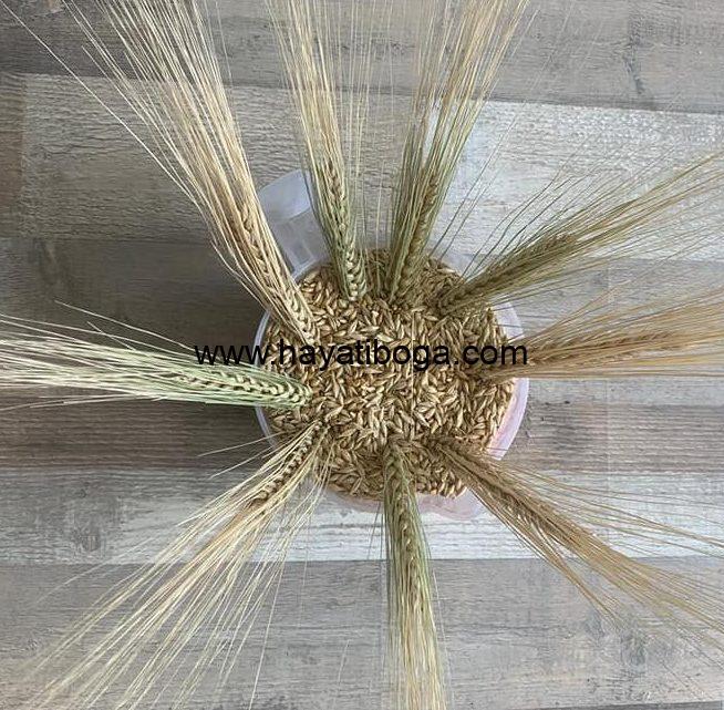 PATİNA ARPA. YATMAYAN ARPA TOHUMU. SİVAS