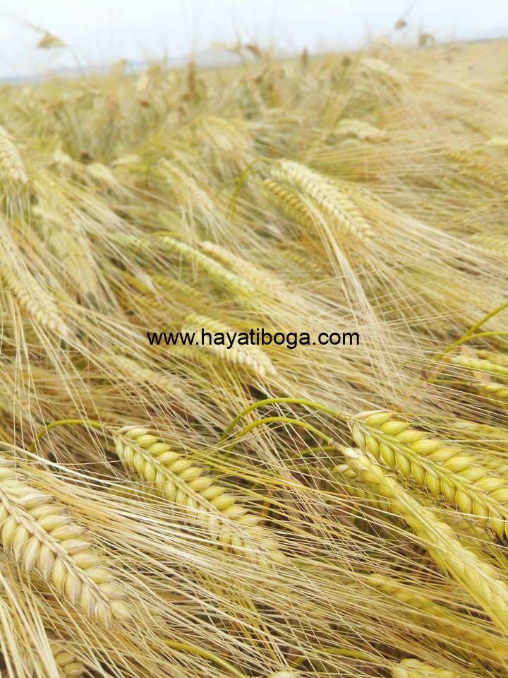 EMON 2 SIRALI ARPA TOHUMU. YATMAYAN ARPA TOHUMU. EN VERİMLİ ARPA