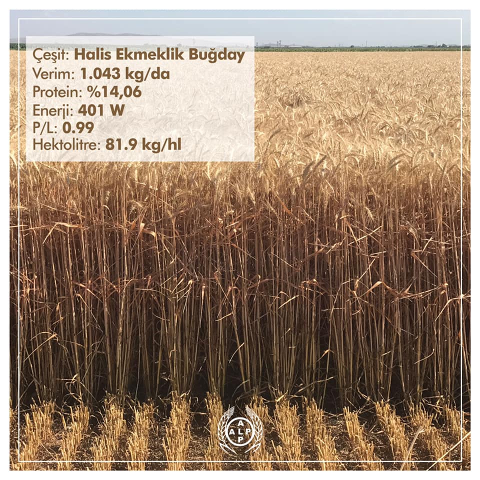 HALİS 1. SINIF EKMEKLİK BUĞDAY TOHUMU. EN VERİMLİ BUĞDAY. YATMAYAN BUĞDAY TOHUMU