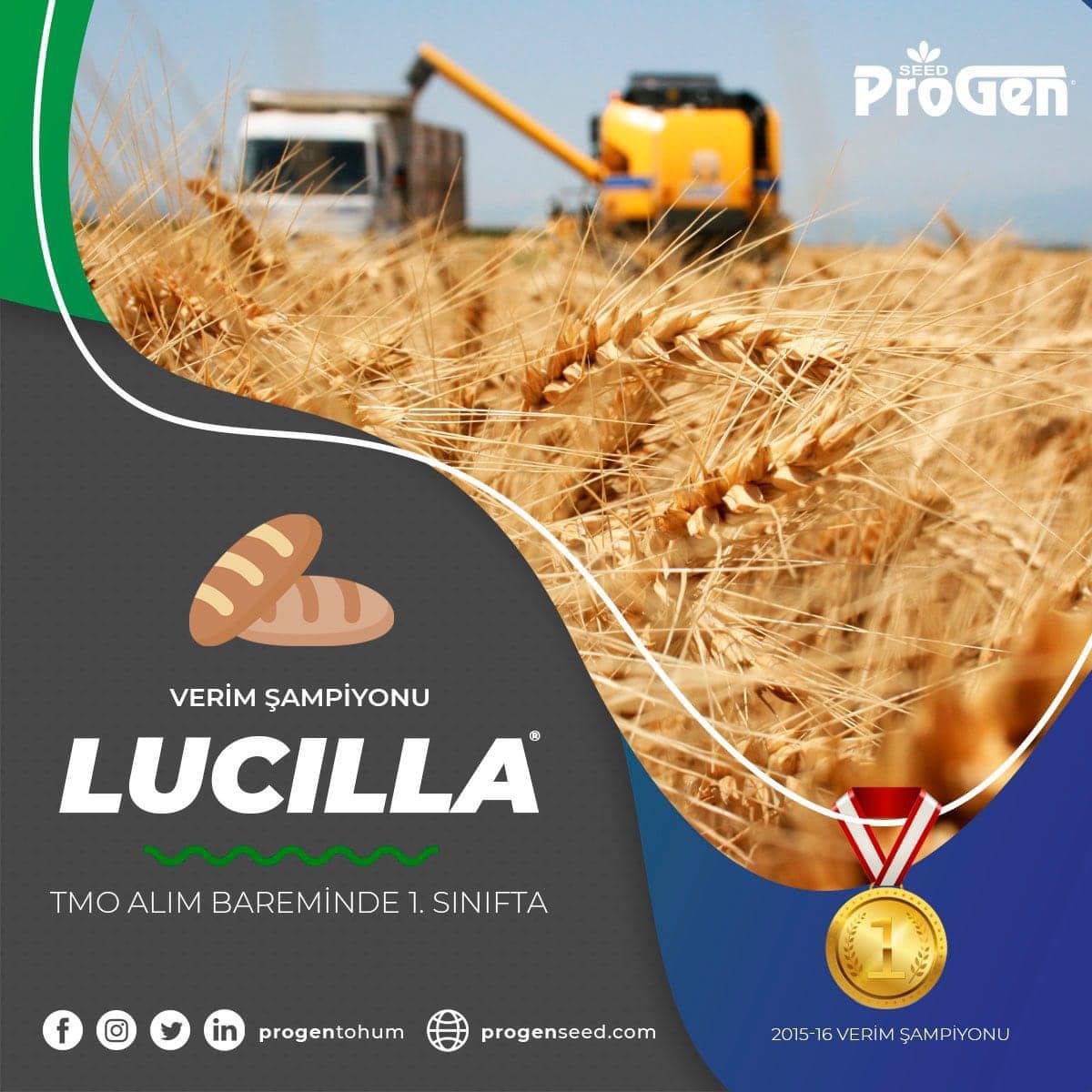 lucilla buğday. progen lucilla. konya
