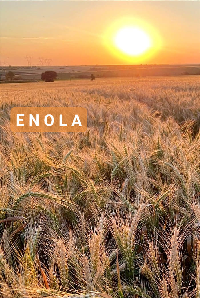 enola ekmeklik buğday tohumu. ANKARA