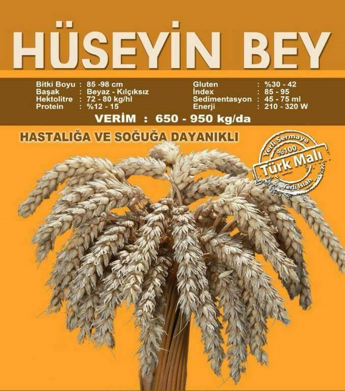 hüseyinbey buğday tohumu