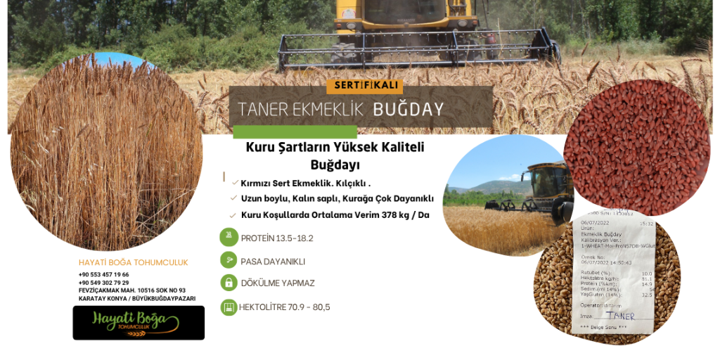 taner ekmeklik buğday tohumu