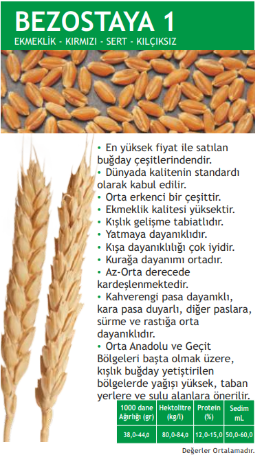 BEZOSTAJA - 1 BUĞDAY TOHUMU