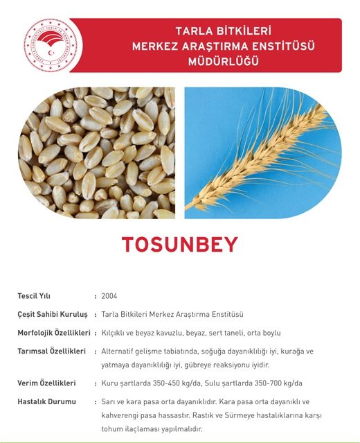 TOSUNBEY BUĞDAY TOHUMU