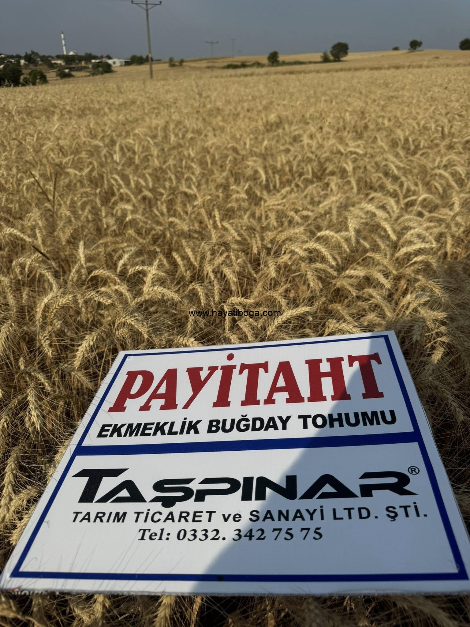 PAYİTAHT BUĞDAY TOHUMU