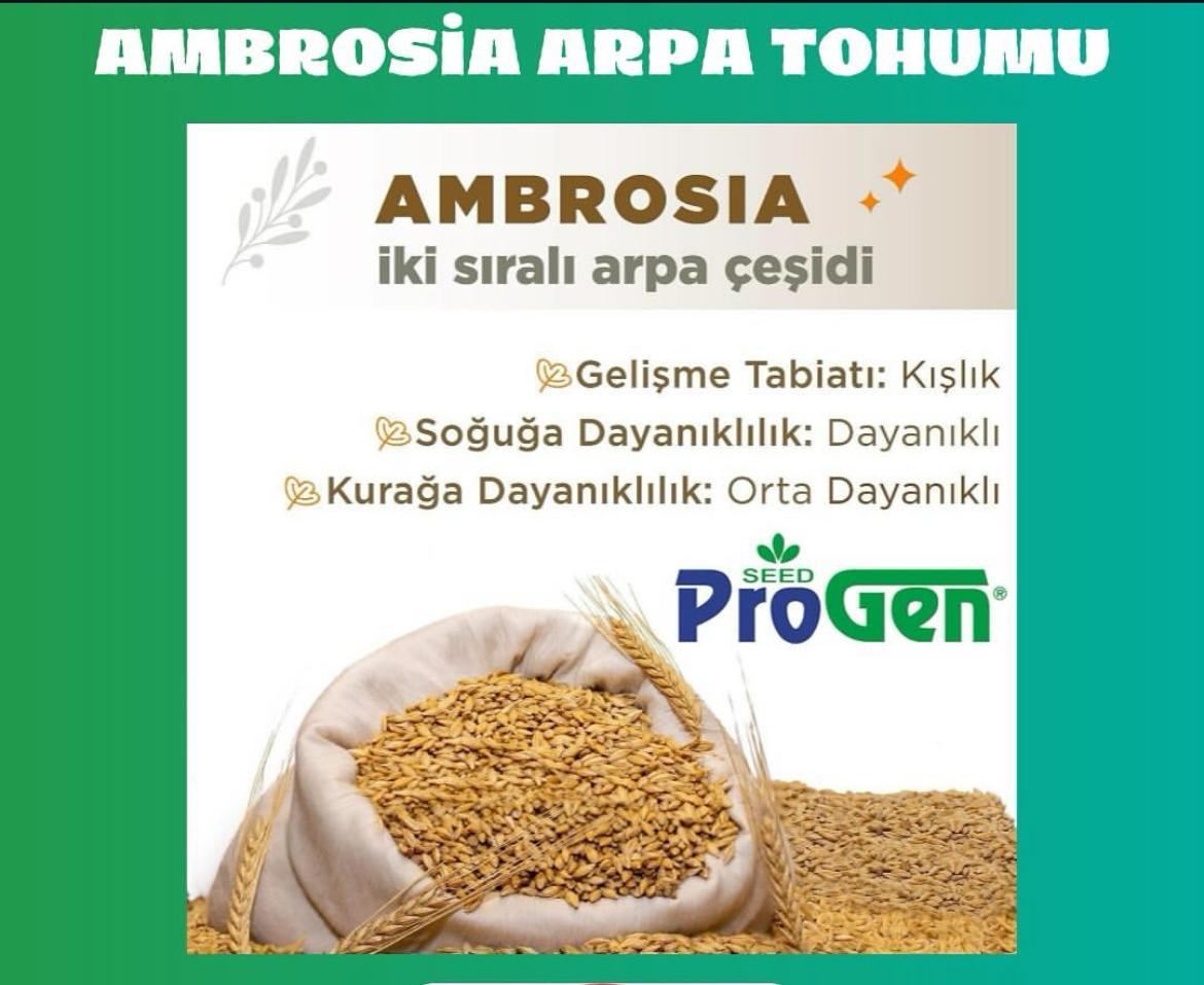 ambrosia arpa . verimi