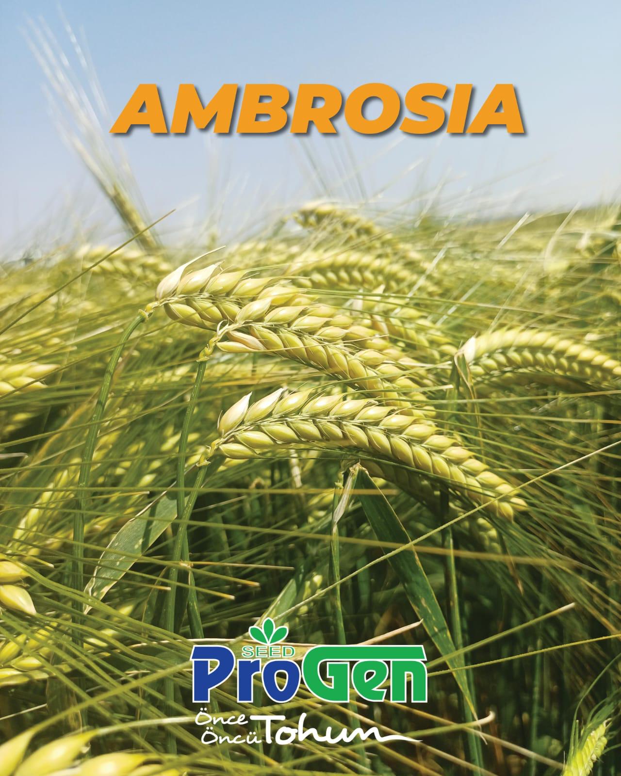 ambrosia arpa. başak yapısı