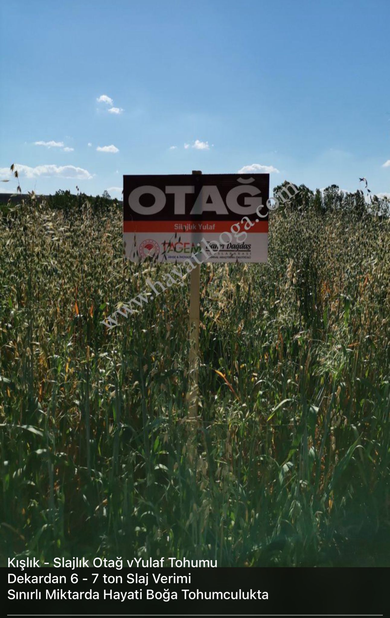 otağ yulaf tohumu.slajlık yulaf tohumu