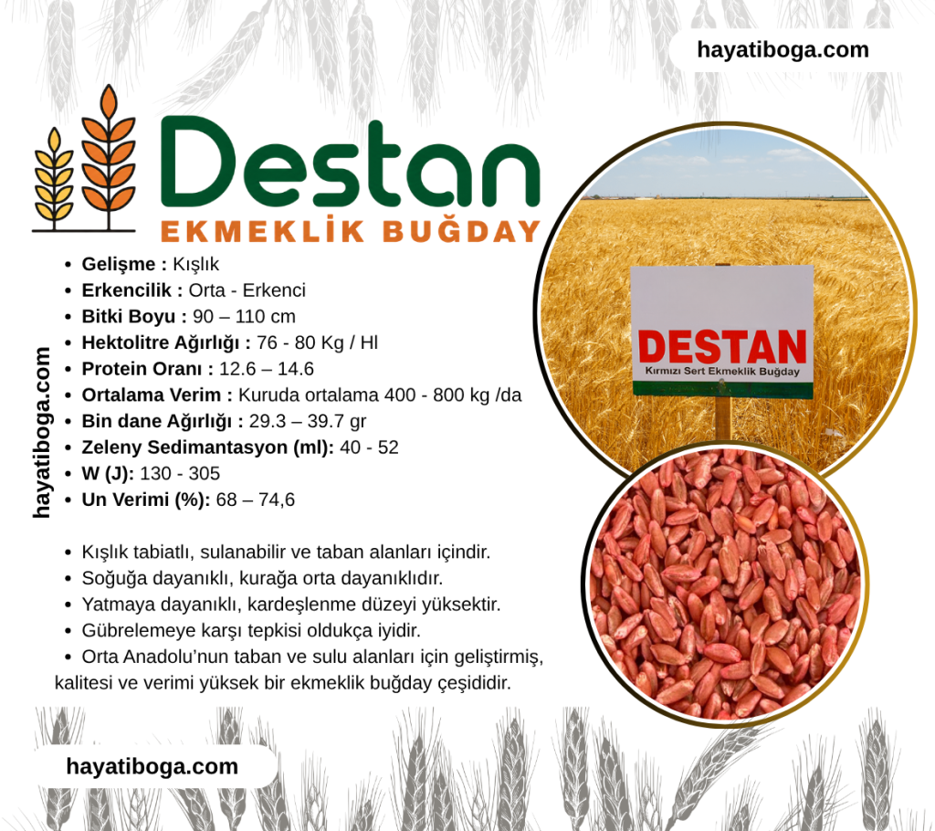Destan Buğday Tohumu