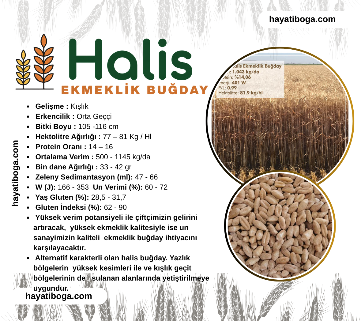 Halis Buğday Tohumu