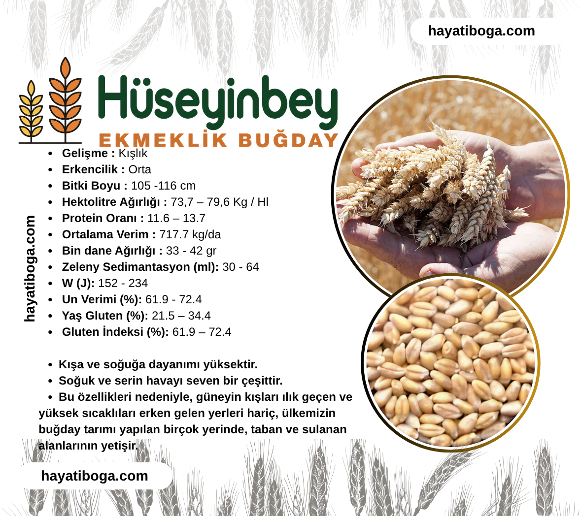 Hüseyinbey Buğday Tohumu