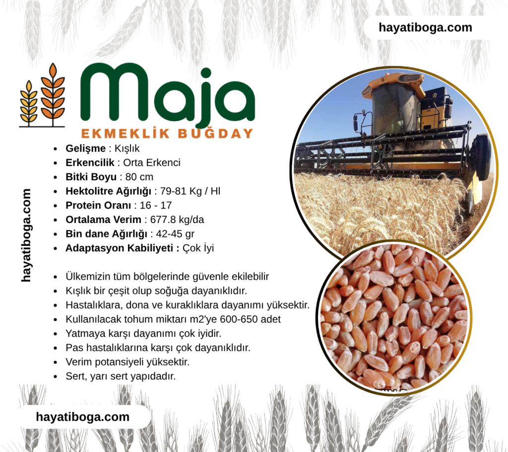 Maja Buğday Tohumu
