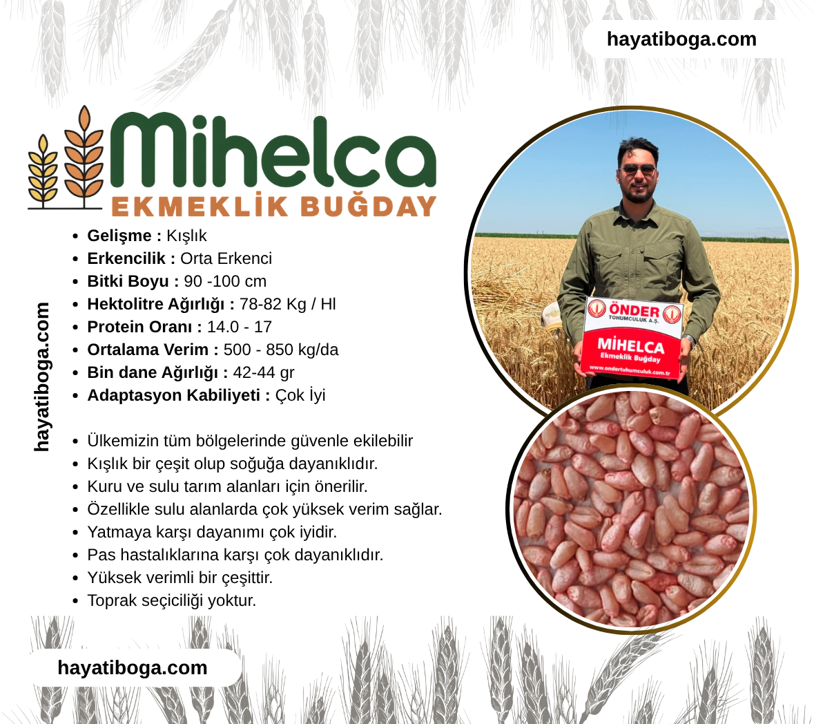 Mihelca Buğday Tohumu