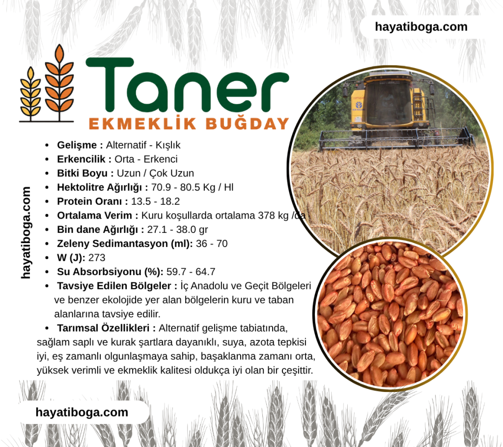 Taner Buğday Tohumu